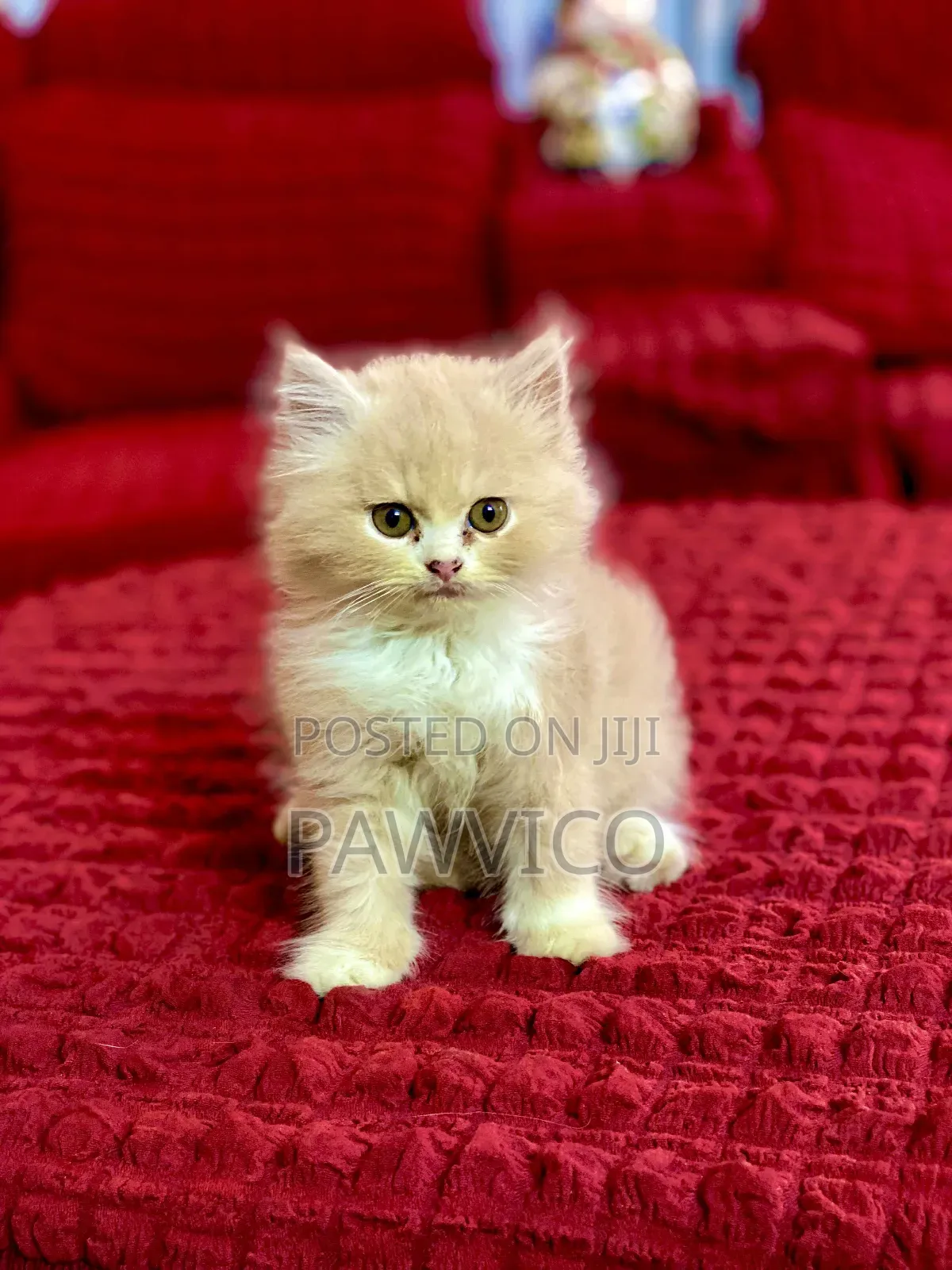 1-3 Months Male Purebred Persian