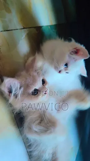 1-3 Months Male Purebred Persian