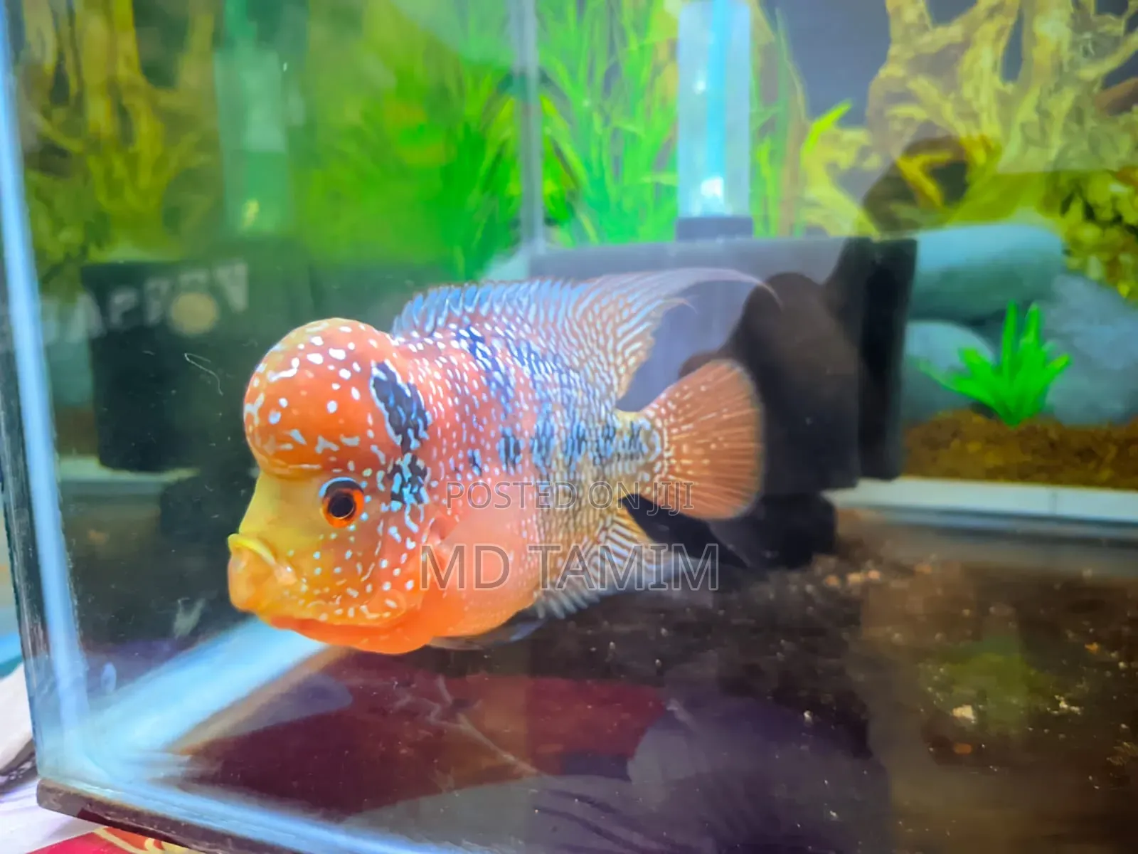 SRD Flower Horn for Sell