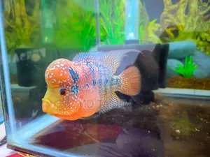 Photo - SRD Flower Horn for Sell