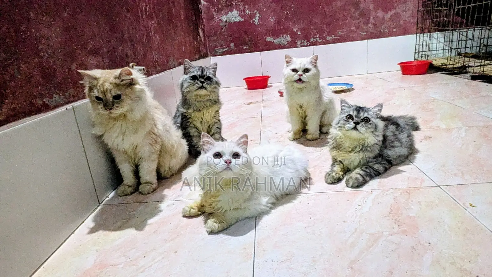 6-12 Months Female Purebred Persian