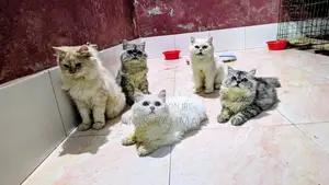 Photo - 6-12 Months Female Purebred Persian