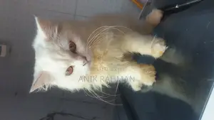 6-12 Months Female Purebred Persian