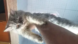 6-12 Months Female Purebred Persian