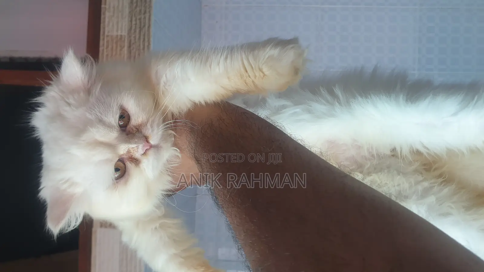 6-12 Months Female Purebred Persian