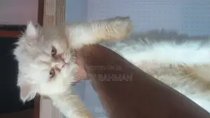 6-12 Months Female Purebred Persian