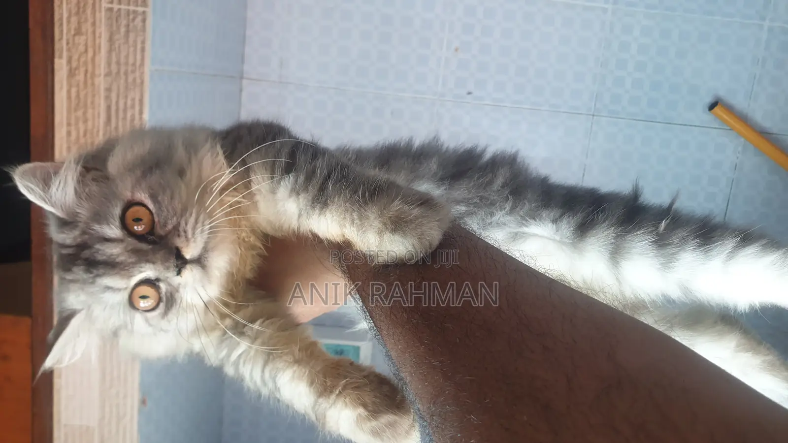 6-12 Months Female Purebred Persian