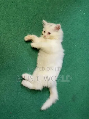Photo - 1-3 Months Male Purebred Persian