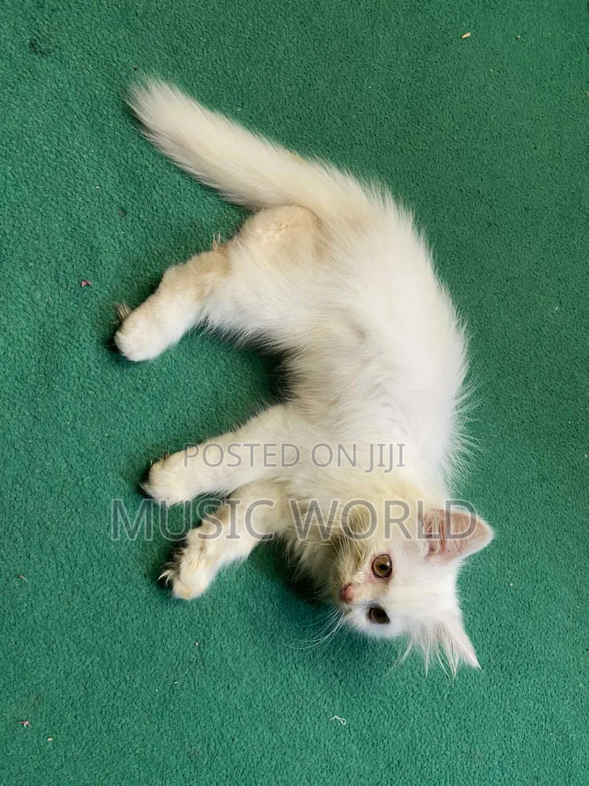 1-3 Months Male Purebred Persian