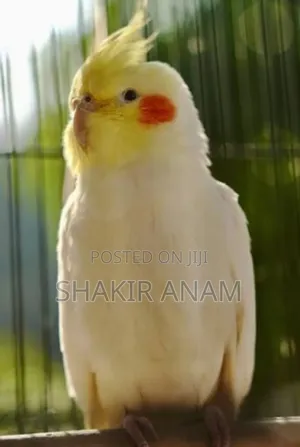 Photo - Running Male Lutino Cockatiel + Cage and Accessories