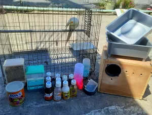 Running Male Lutino Cockatiel + Cage and Accessories