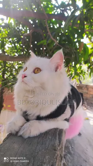 Photo - 1+ Year Female Purebred Persian