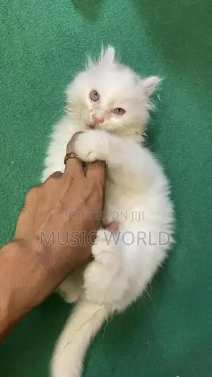 1-3 Months Male Purebred Persian