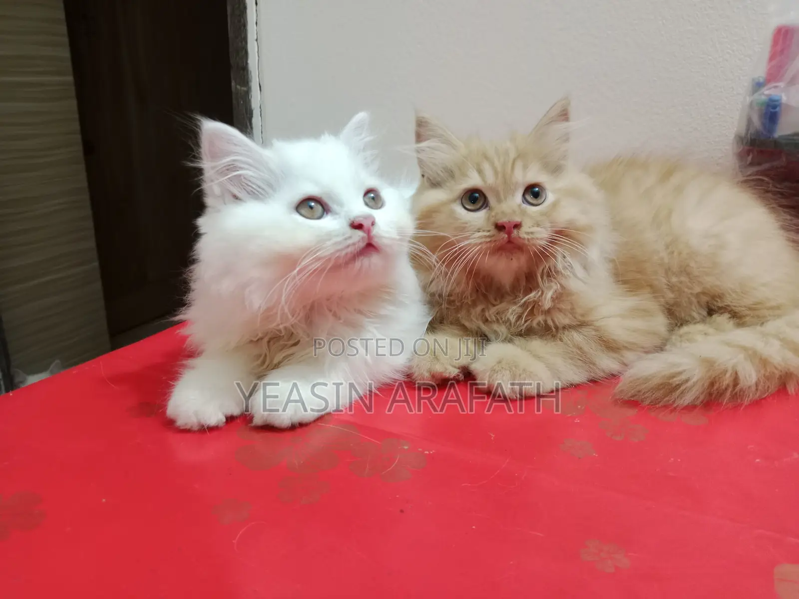 1-3 Months Male Purebred Persian