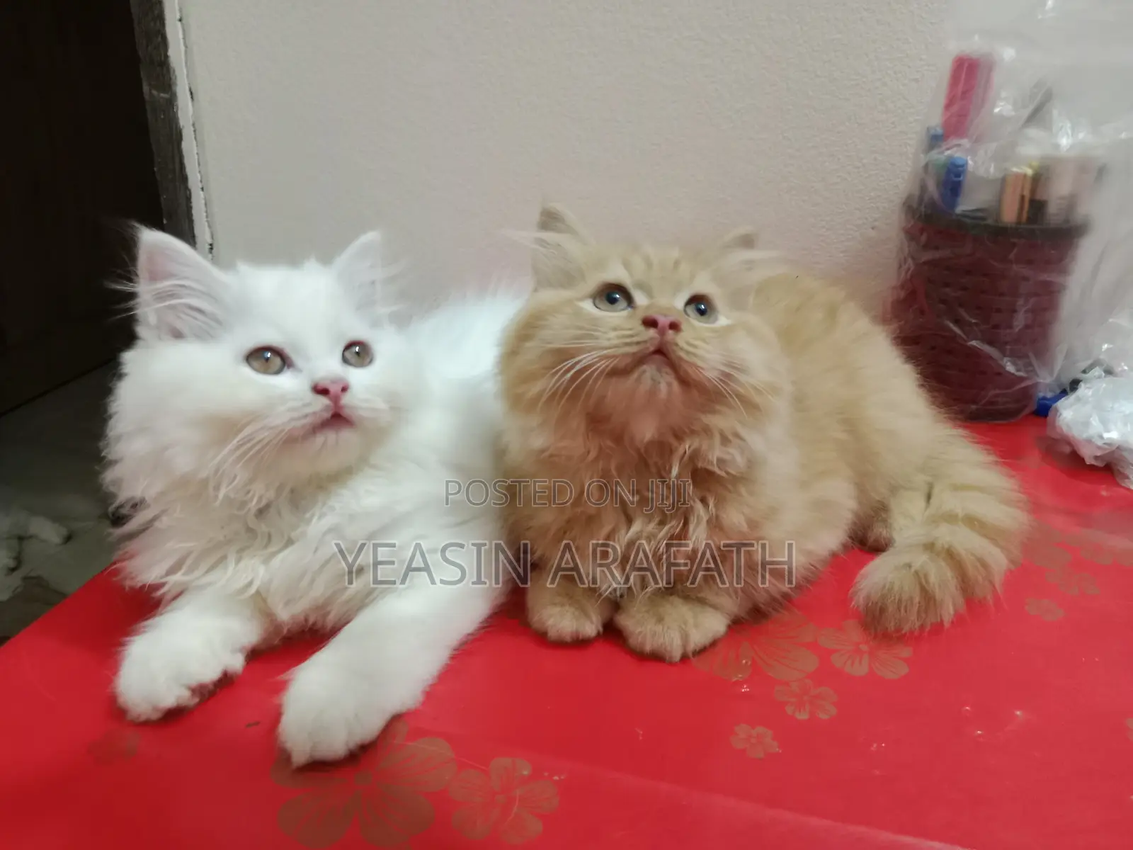 1-3 Months Male Purebred Persian