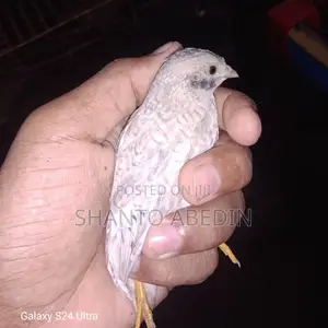 Photo - Classic King Quail