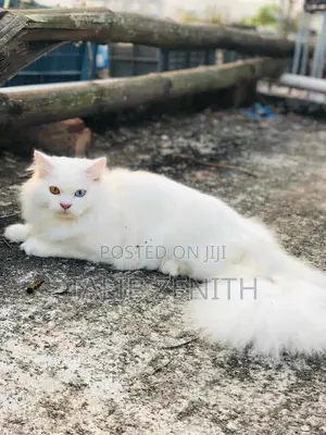 Photo - 1+ Year Female Purebred Persian