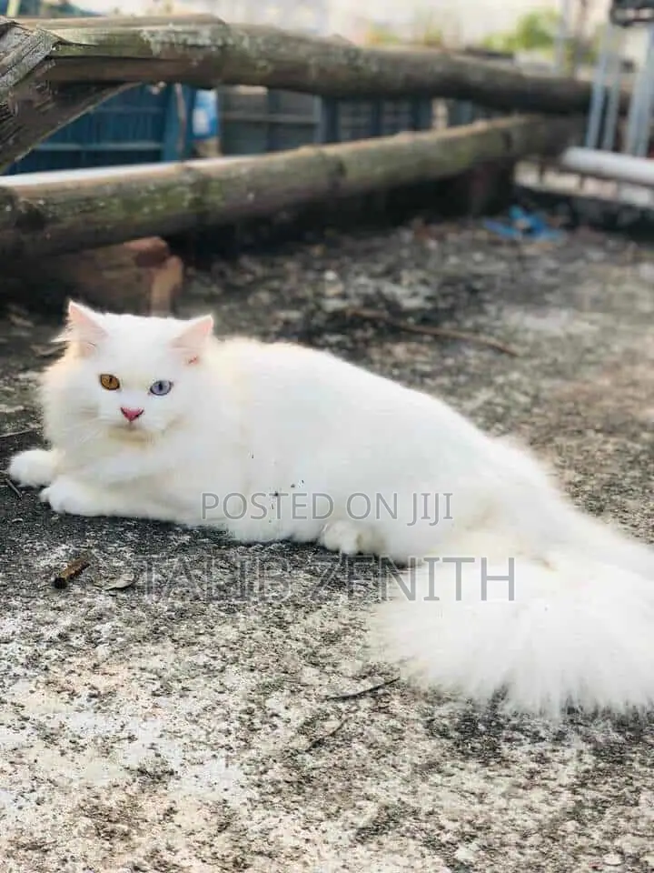 1+ Year Female Purebred Persian