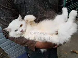 1+ Year Female Purebred Persian