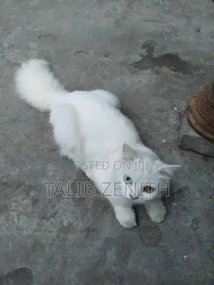 1+ Year Female Purebred Persian