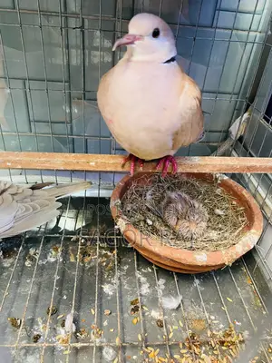 Australian Dove Master Pair Running