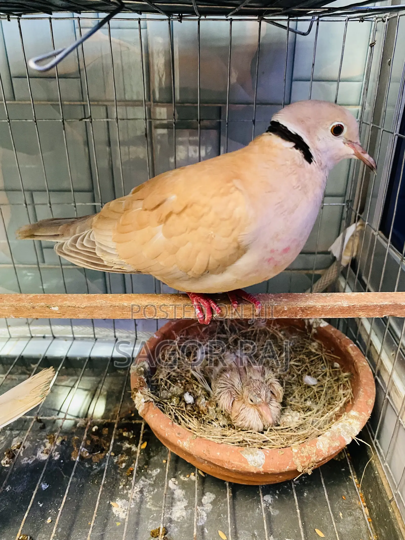 Australian Dove Master Pair Running