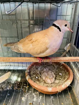 Australian Dove Master Pair Running