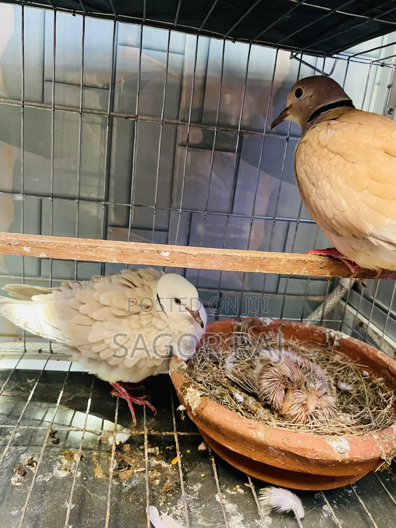 Australian Dove Master Pair Running