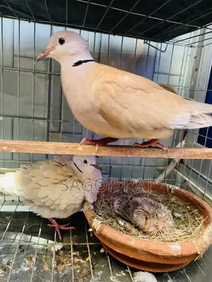 Photo - Australian Dove Master Pair Running