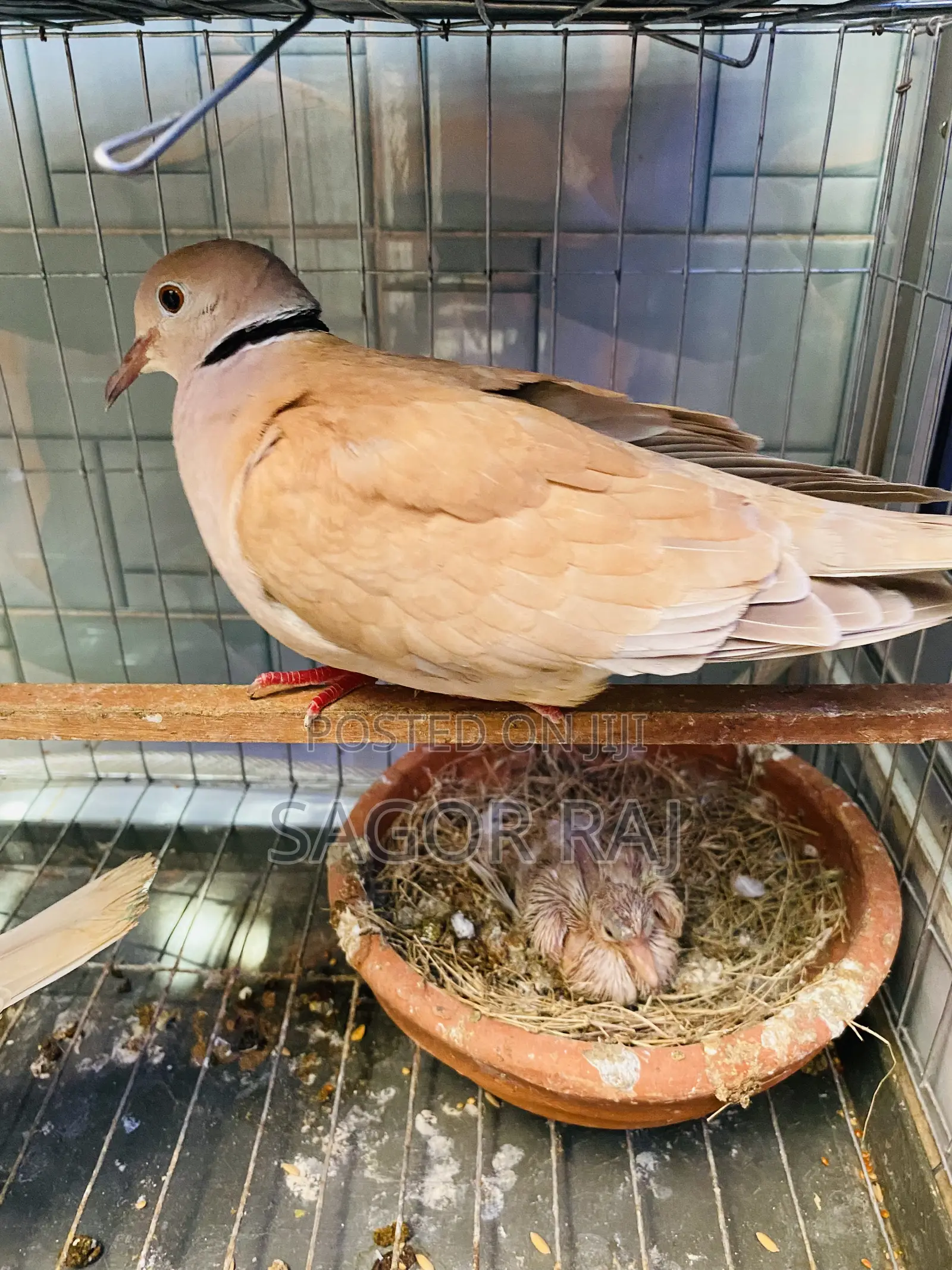Australian Dove Master Pair Running