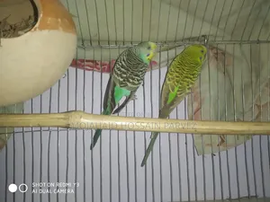 Photo - Geranti Dim Bacha