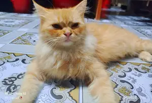Photo - 3-6 Months Female Purebred Persian