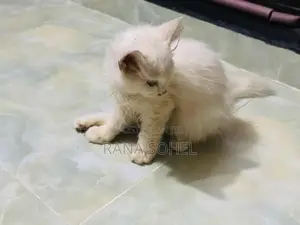 Photo - 1-3 Months Male Mixed Breed Persian