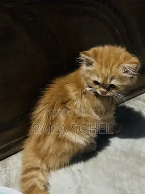 Photo - 1-3 Months Female Mixed Breed Persian