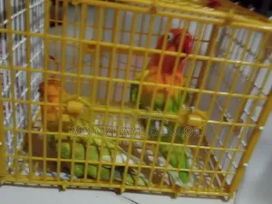 Photo - Love Bard Pakhi