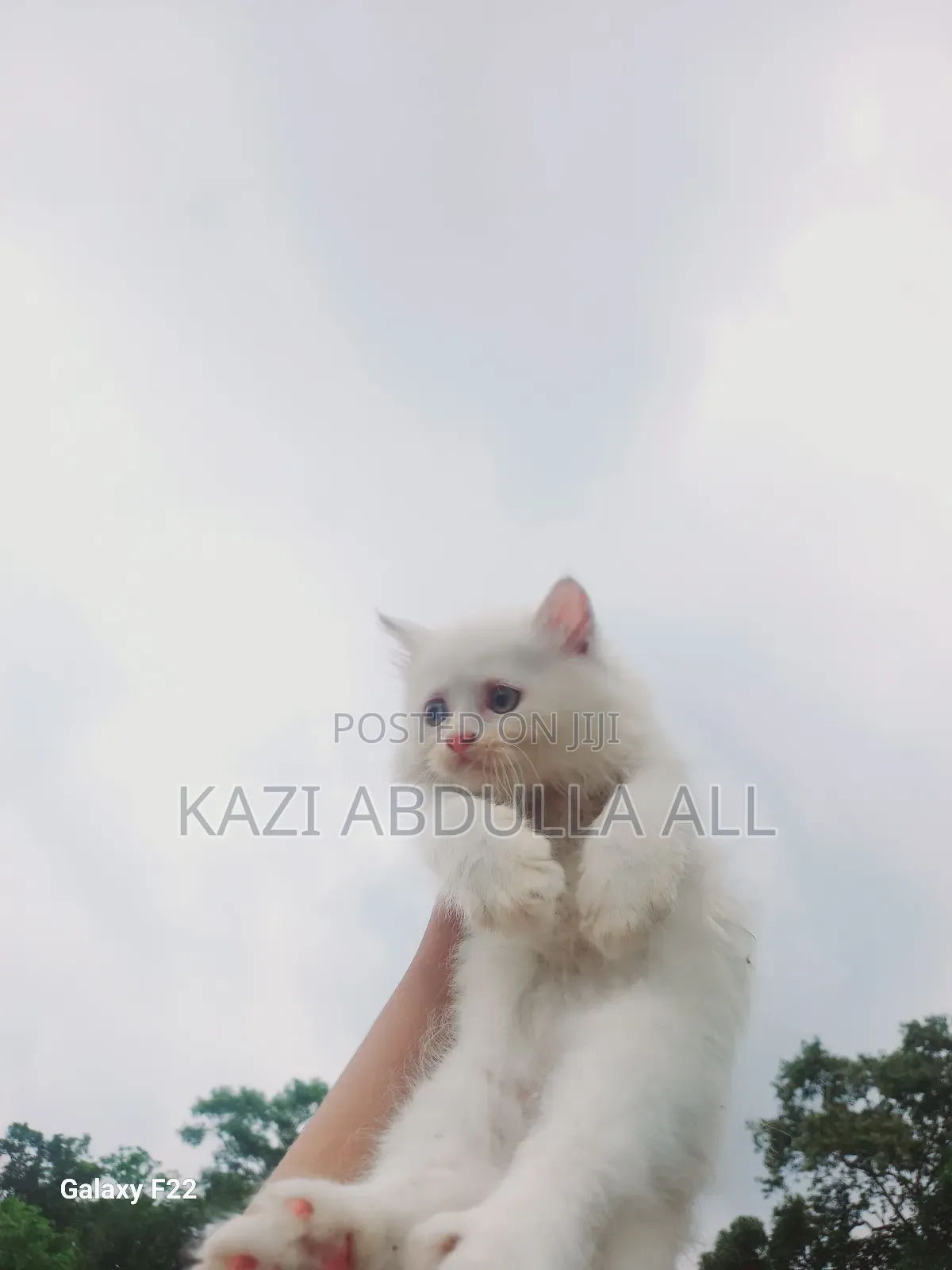 1-3 Months Female Purebred Persian