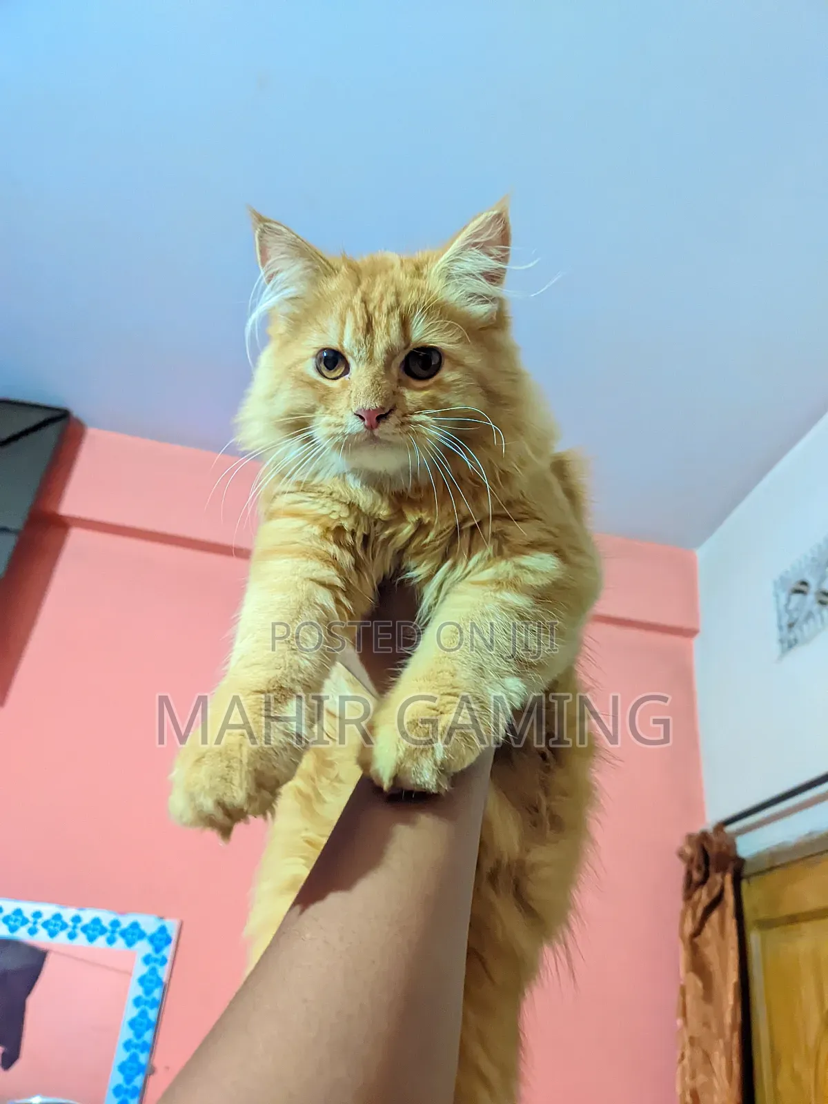 3-6 Months Male Purebred Persian