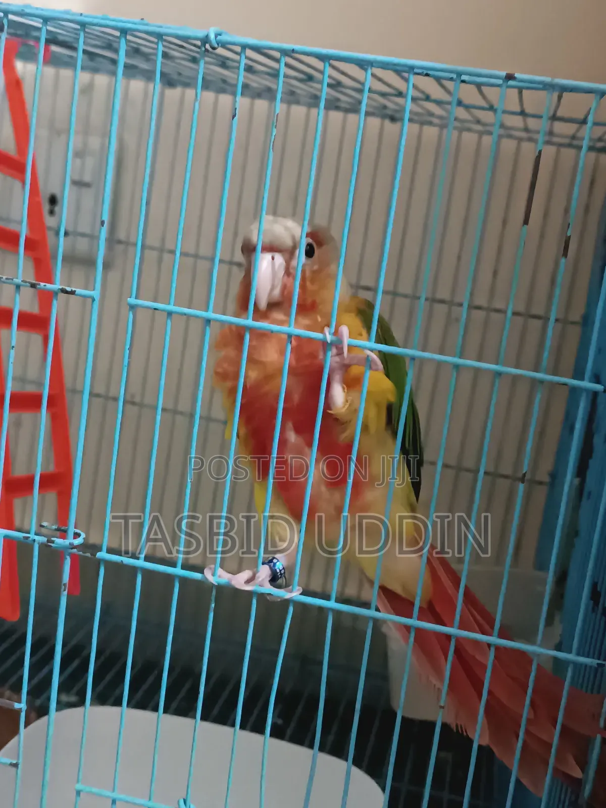 Double Red Factor Pineapple Conure