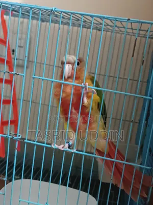 Photo - Double Red Factor Pineapple Conure