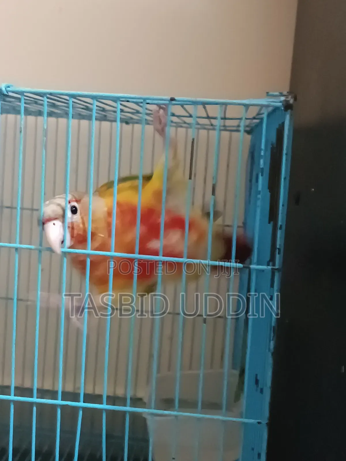 Double Red Factor Pineapple Conure