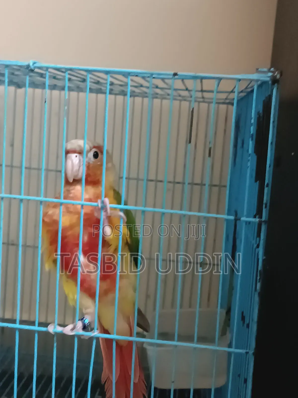Double Red Factor Pineapple Conure