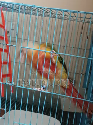 Double Red Factor Pineapple Conure