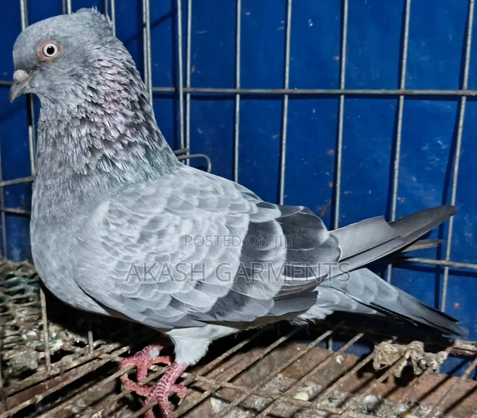 Chilbar Kobotor Nor Gola Kosha Ranig