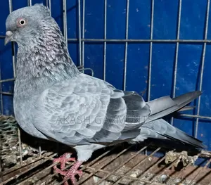 Photo - Chilbar Kobotor Nor Gola Kosha Ranig