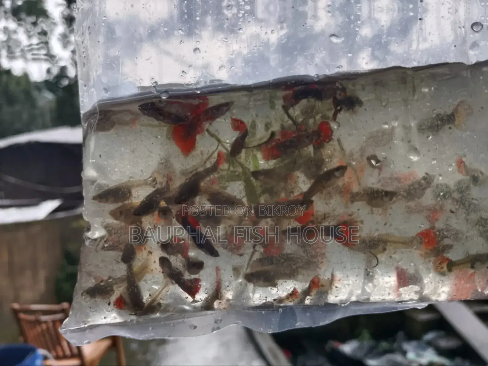ফ্যান্সি মিক্স গাপ্পি
