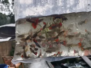 Photo - Fancy Mix Guppy