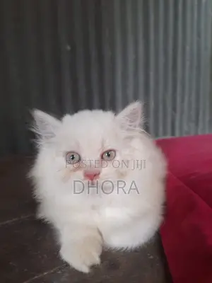 Photo - 1-3 Months Female Purebred Persian