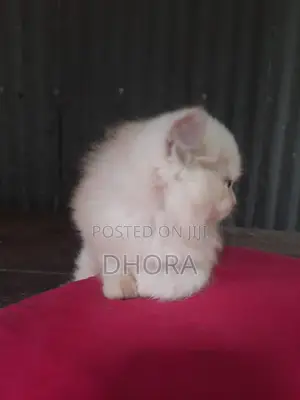 1-3 Months Female Purebred Persian