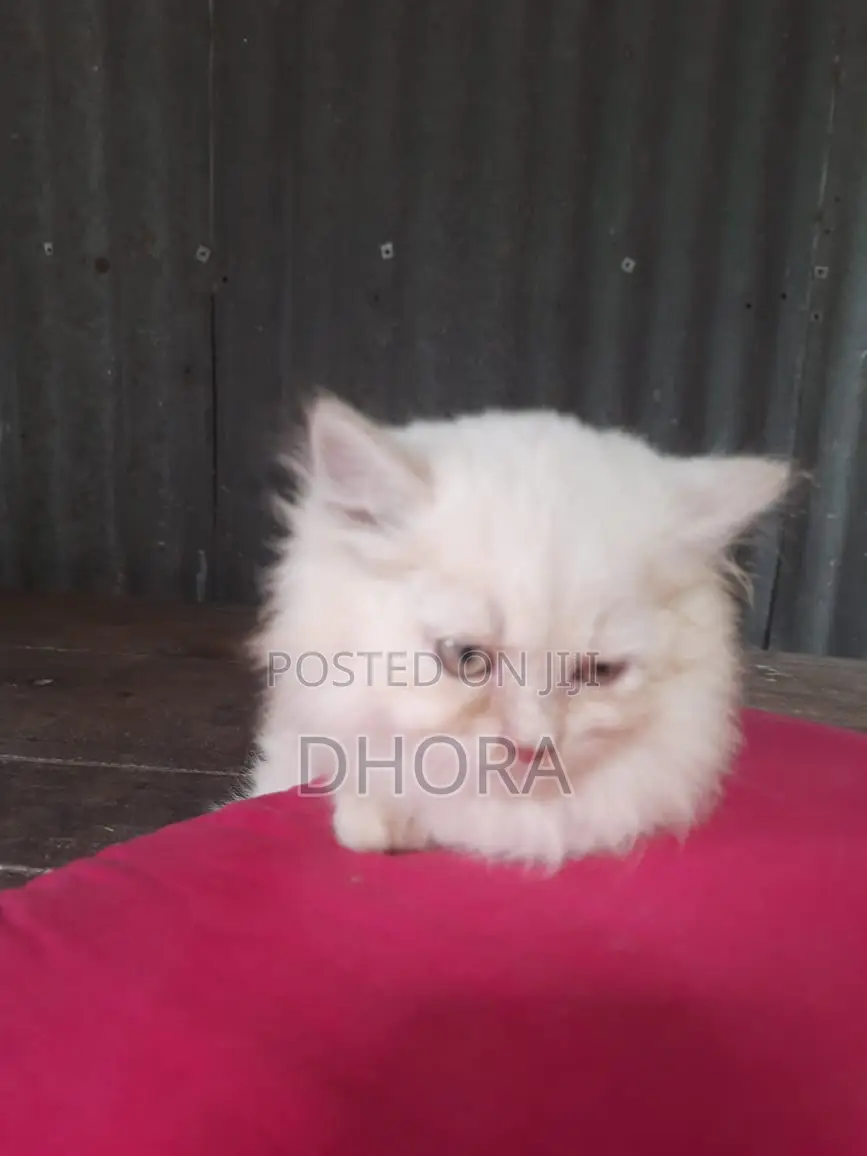 1-3 Months Female Purebred Persian