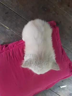 1-3 Months Female Purebred Persian